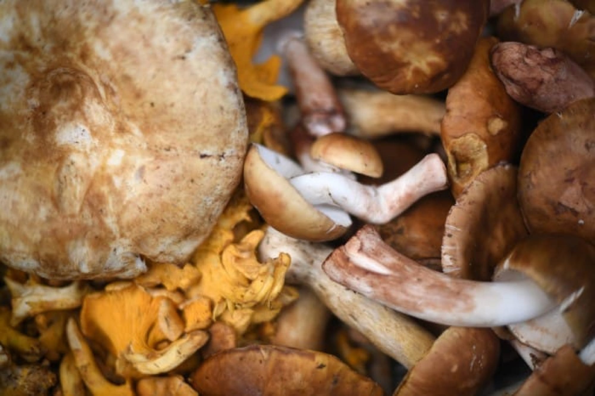 ¡HONGOS DEL COFRE DE PEROTE REQUIEREN MAYORES ESTUDIOS: INVESTIGADOR DE UV!