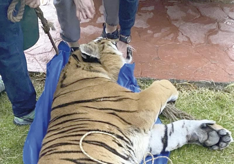 ¡INCAUTAN DOS LEONES Y DOS TIGRES A CONTRATISTA FAVORITO DE OMAR FAYAD!