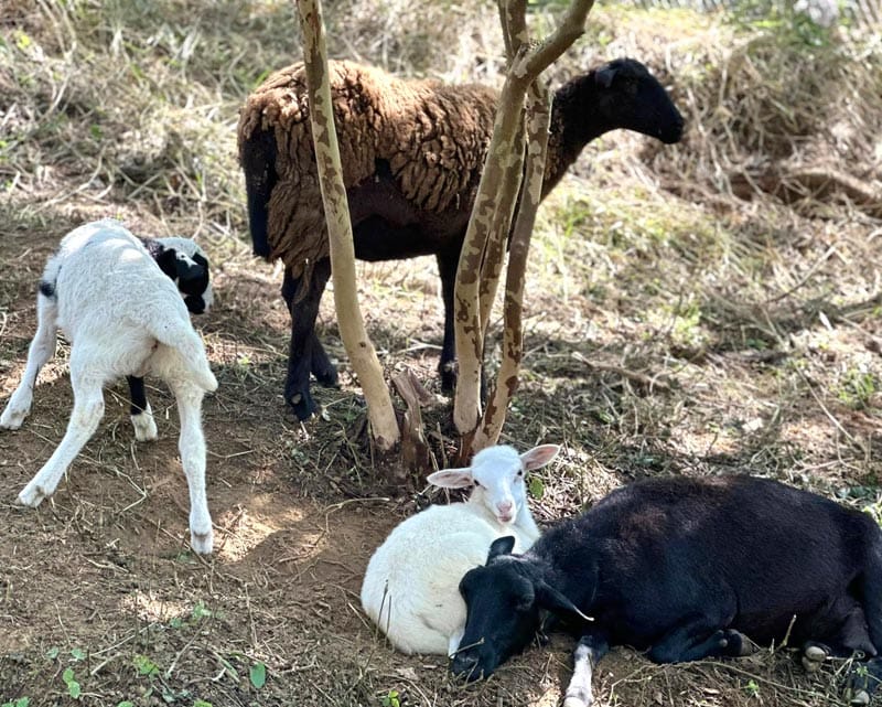¡SE LES FUE UN BICHO! - AY NANITAS
