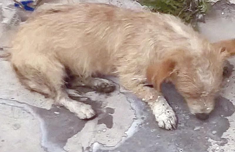 ¡REPORTAN ENVENENAMIENTO MASIVO DE PERROS Y GATOS!