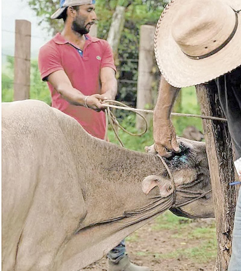 ¡SON 498 LOS CASOS! - DEL GUSANO BARRENADOR