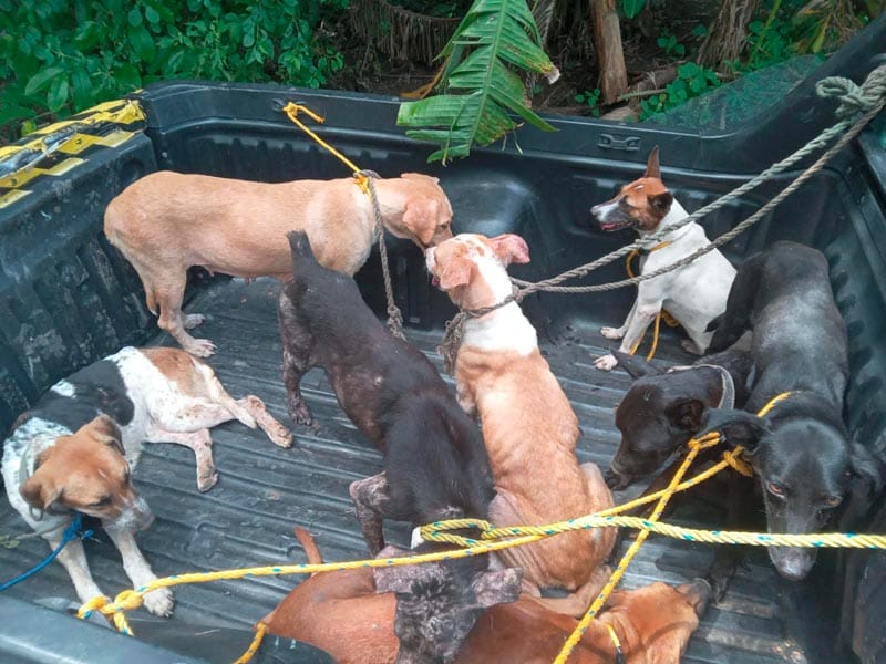 ¡FUERON 60 LOS RESCATADOS!