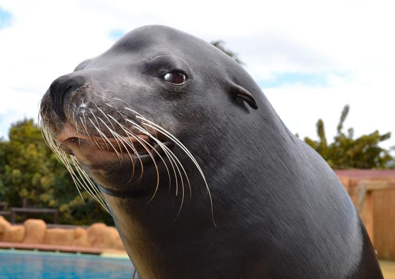 ¡JAQUE AL AQUARIUM!