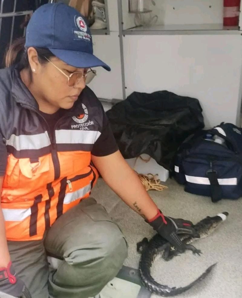 ¡RESCATAN DOS CRÍAS DE ‘GODZILLA’ EN TERRENO BALDÍO!