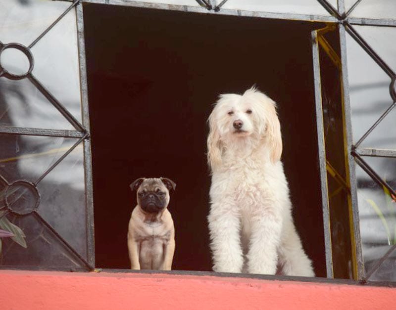 ¡BENDICEN A LAS MASCOTAS!