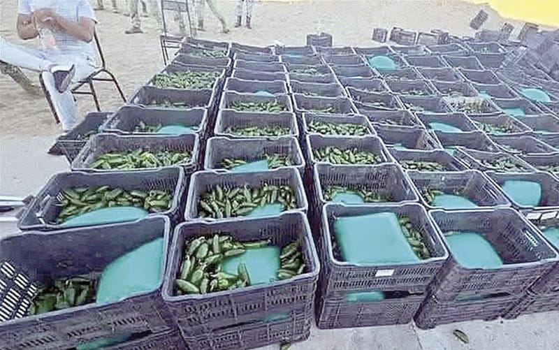 ¡HALLAN ENTRE CHILES UNA TONELADA DE DROGA!