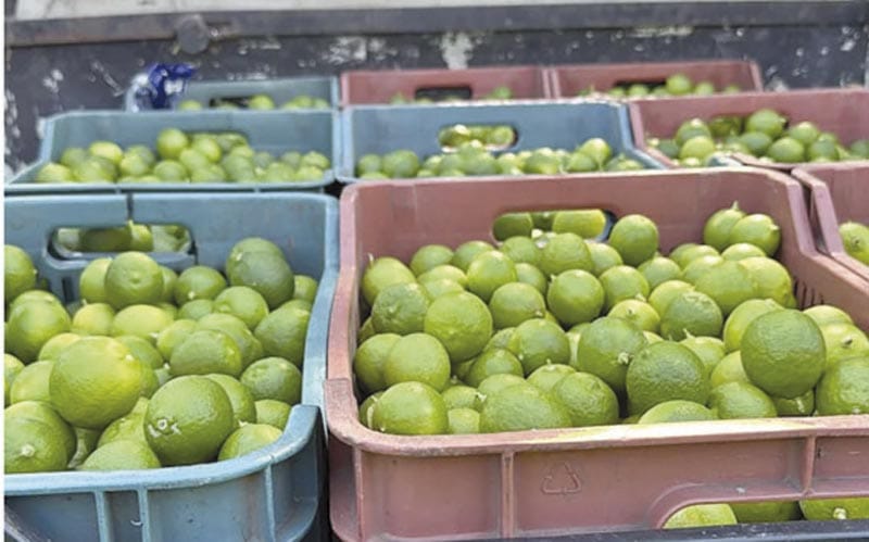 ¡LIMONEROS BAJO FUEGO!