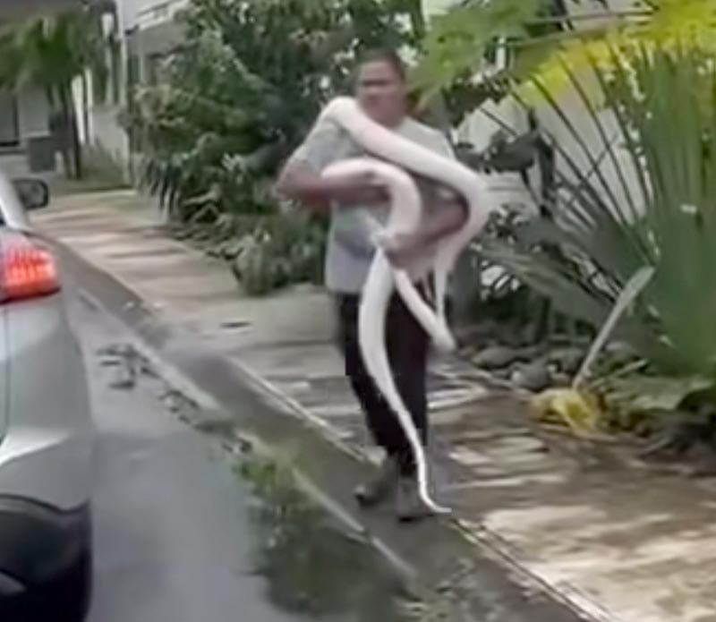 ¡EL AGUA SACÓ LA FAUNA! - *‘Tepocatas y víboras prietas’ y hasta un cocodrilón