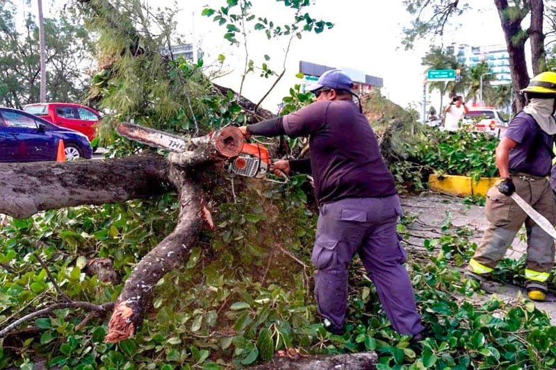 ¡SE DESPLOMA ENORME PINO EN COSTA DE ORO!