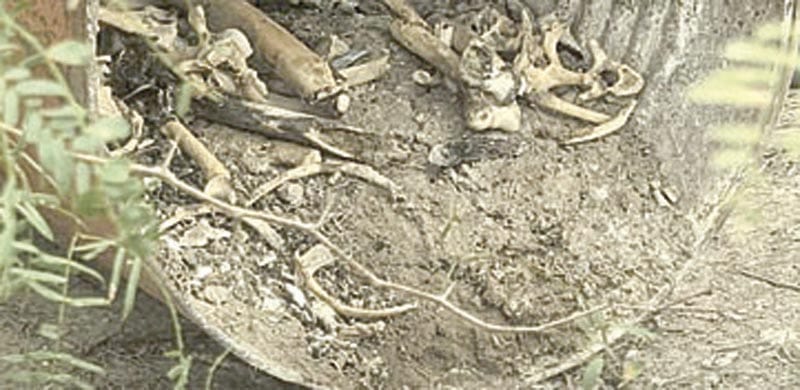 ¡INVESTIGAN NUEVO ‘CAMPO DE EXTERMINIO’; HALLAN RESTOS ÓSEOS!