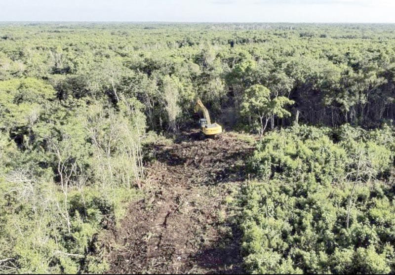 ¡TREN MAYA: EL NUEVO PODER JUDICIAL RECHAZA AMPARO PARA DETENER DESTRUCCIÓN DE SELVA!