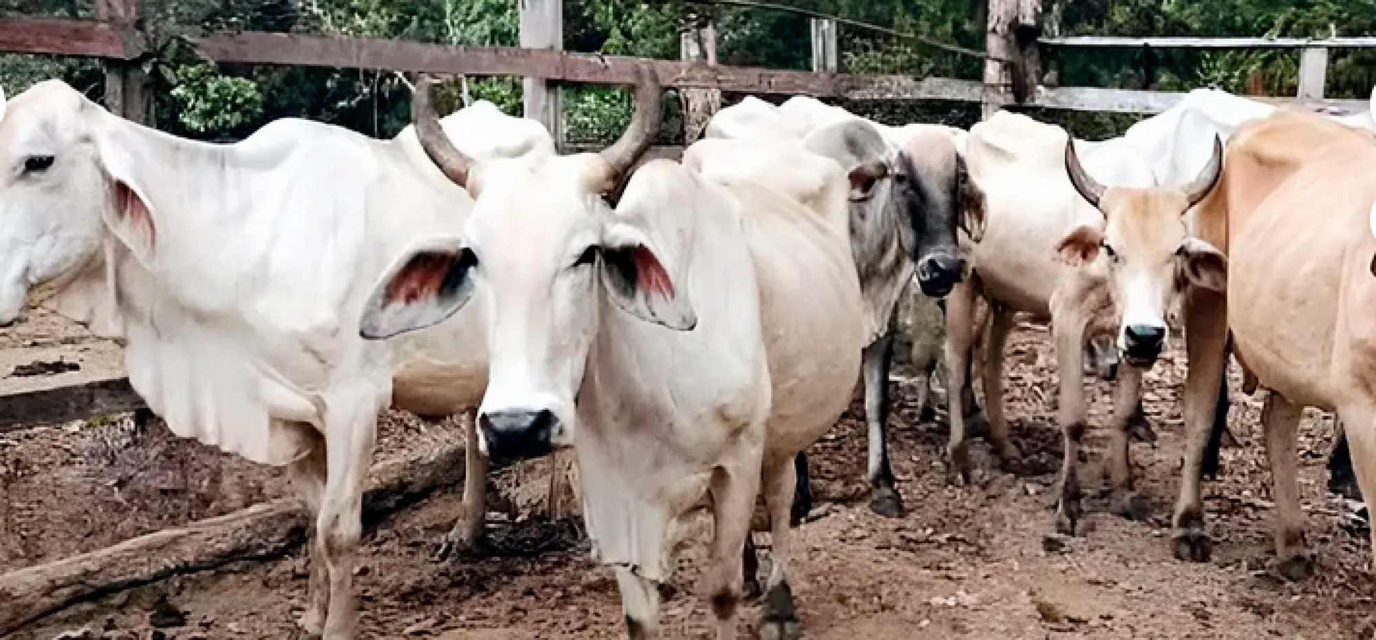 ¡LENCHO DENUNCIÓ A SU HERMANO POR ROBARSE 10 VACAS!