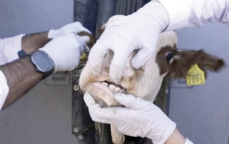 ¡EXTIENDEN A TODO EL PAÍS OPERATIVO CONTRA GUSANO BARRENADOR!