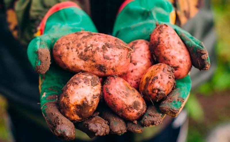 ¡ALERTAN CON PAPA CON AGROTÓXICOS! - AGUAS