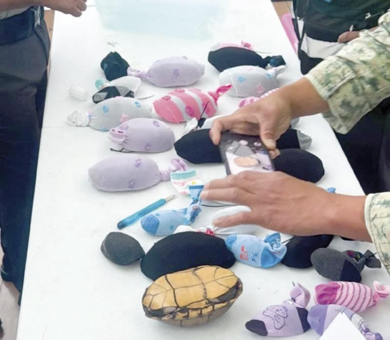 ¡RESCATAN EN AEROPUERTO DE TIJUANA A 774 TORTUGAS!