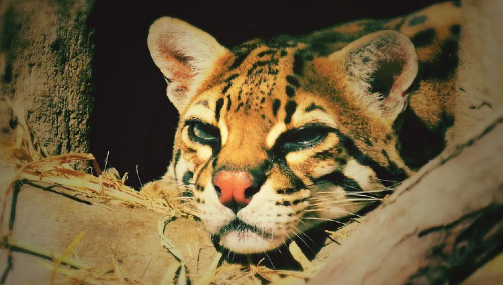 ¡FAKE NEWS LA QUEMA DE TIGRILLOS!