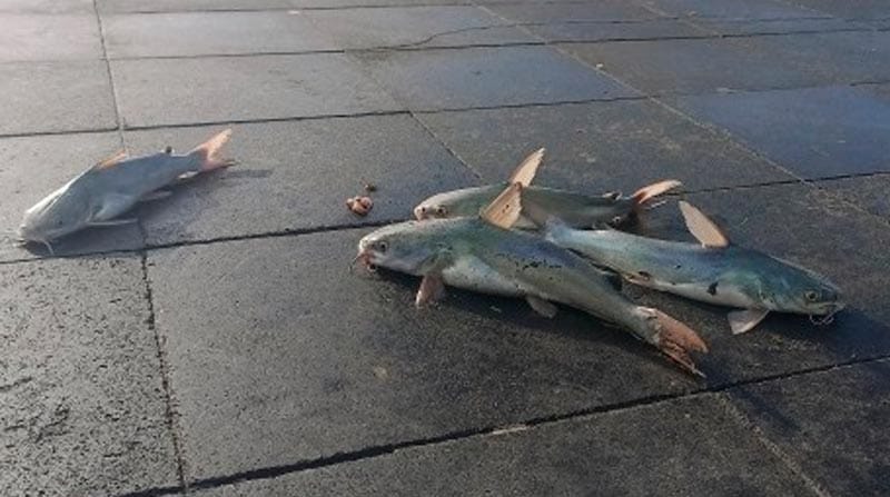 ¡TIRA ÁRBOLES Y PLAYAS CERRADAS! - *Hubo rachas de viento de hasta 88.4 km/h por el frente frío 25