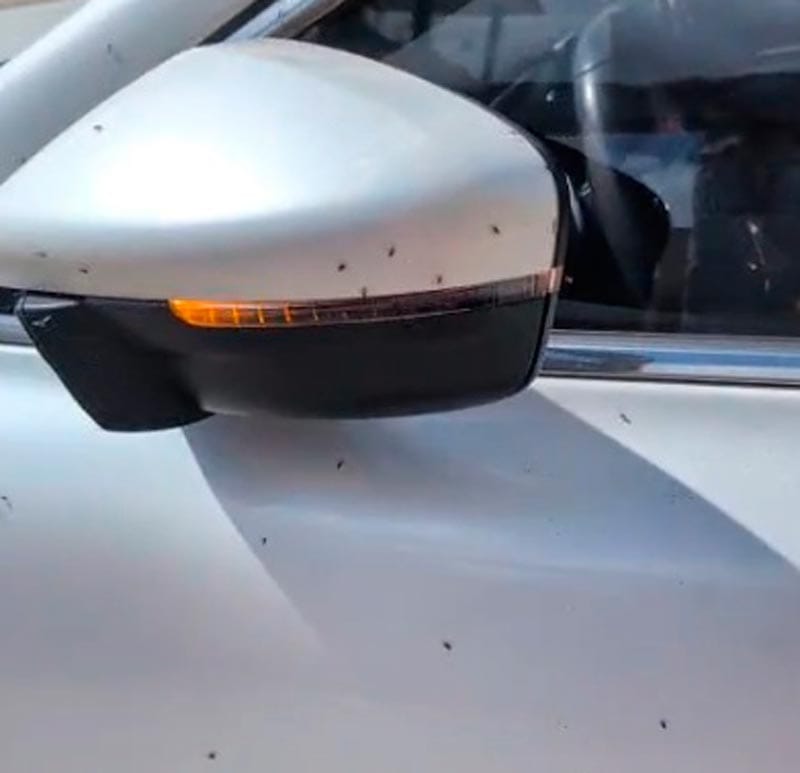 ¡NOS INVADEN LOS BICHOS!