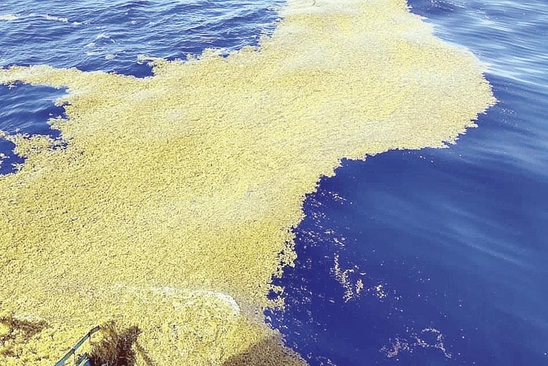¡DETECTA SEMAR 127 TONELADAS DE SARGAZO EN EL CARIBE!