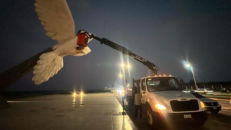 ¡PROTEGEN A LA PALOMA!