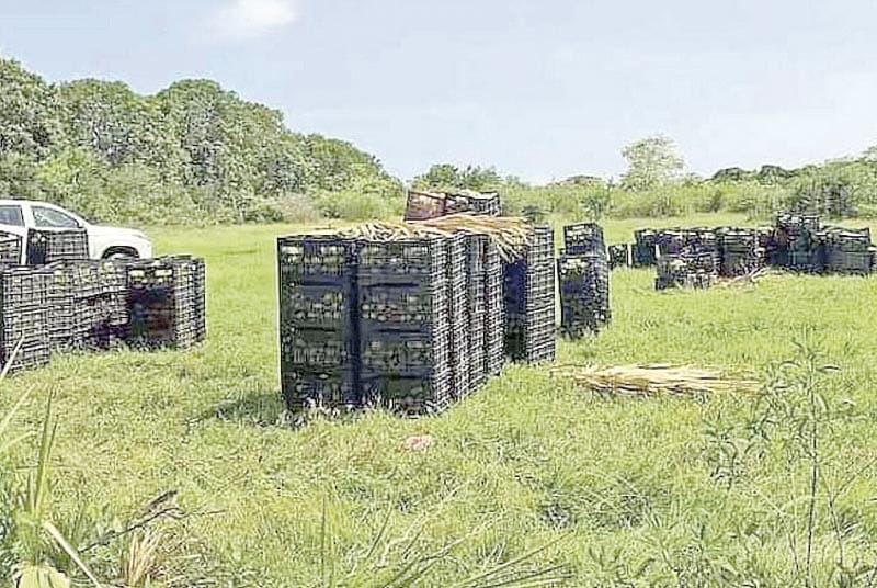 ¡ROBAN A LA MARINA 22 TONELADAS DE MANGO!