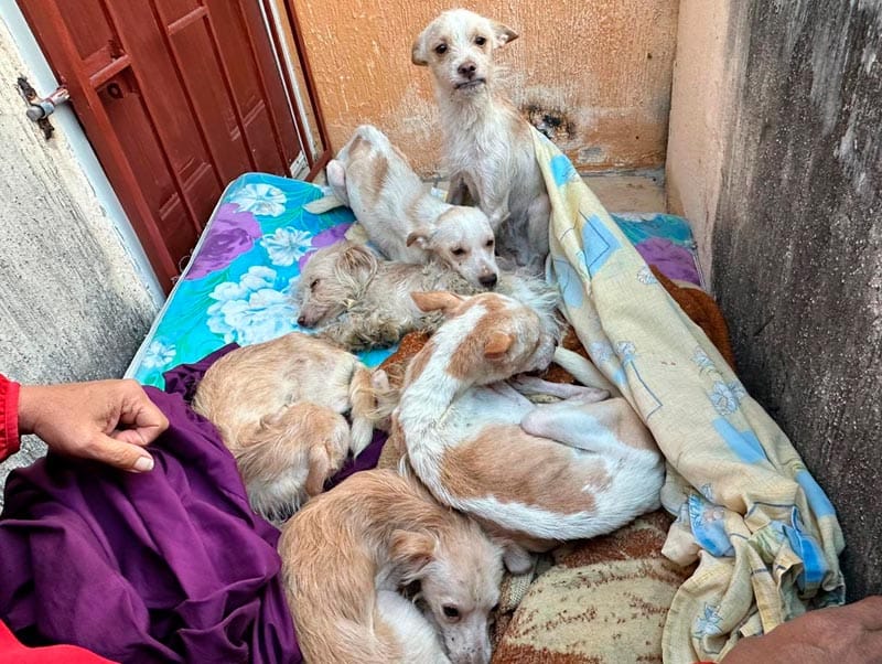 ¡RESCATAN SIETE PERRITOS DESNUTRIDOS EN EL OASIS!