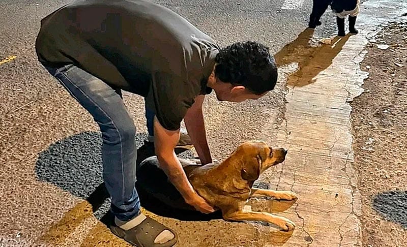 ¡CAFRE ATROPELLÓ A PERRITO!