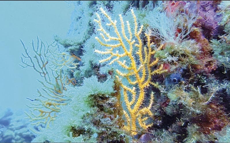 ¡ENTRA EN VIGOR EL TRATADO DE BIODIVERSIDAD EN ALTA MAR CON LA RATIFICACIÓN DE 83 PAÍSES!