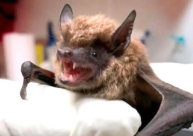 ¡ALERTA SANITARIA POR MURCIÉLAGOS! - UN MUERTO POR RABIA HUMANA EN JESÚS CARRANZA