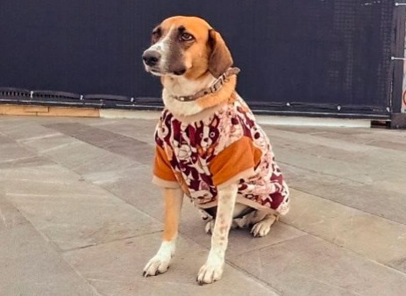 ¡MARÍA TERESA Y DANILO!