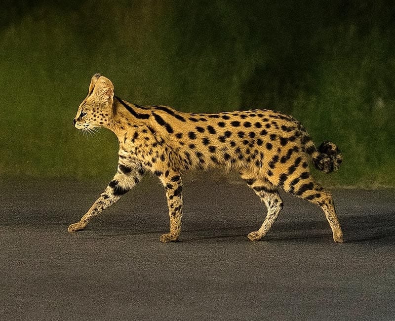 ¡ESCAPA FELINO AFRICANO EN LA RIVIERA! - *Hasta con drones lo buscaban