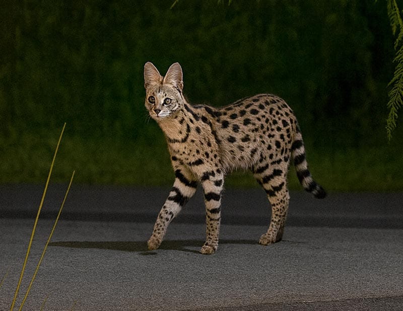 ¡‘CAZAN’ AL SERVAL DE LA RIVIERA!