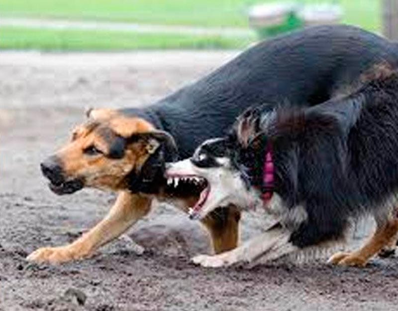¡HOSPITALIZAN A NIÑO ATACADO POR JAURÍA DE PERROS EN TLAPACOYAN!
