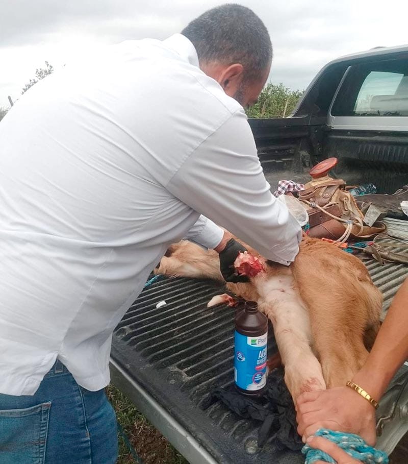 ¡ALERTA SANITARIA EN ÁLAMO! - POR BROTE DE GUSANO BARRENADOR