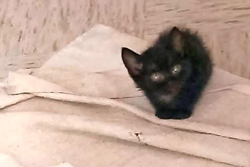 ¡SE QUEDAN GATITOS ENCERRADOS EN CASA DE MUJER ENCONTRADA SIN VIDA!