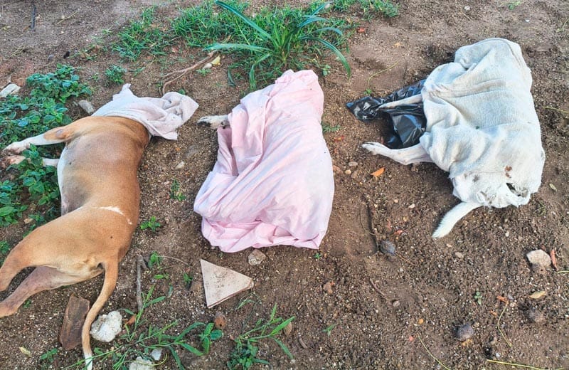 ¡ENVENENAN A 4 PERRITOS EN COATZACOALCOS!