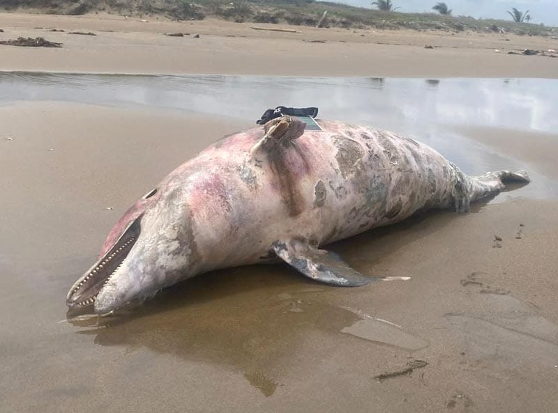 ¡DELFINES MUERTOS! - ALARMA