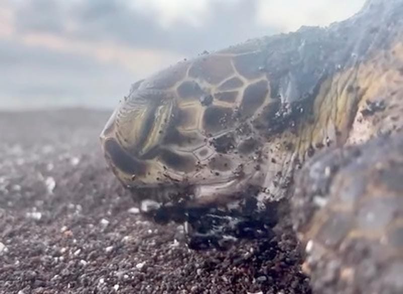 ¡ENCUENTRAN OTRA TORTUGA! - *Con restos de hidrocarburo