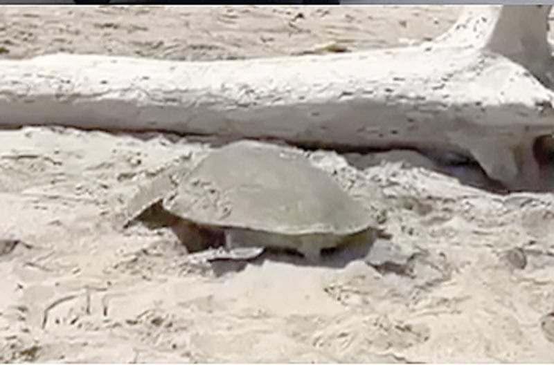 ¡LLEGAN TORTUGAS A PLAYAS DE TAMAULIPAS EN MEDIO DE DERRAME!