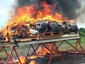 ¡INCINERAN MÁS DE MEDIA TONELADA DE DROGA EN LA BASE AERONAVAL!