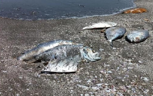 ECOCIDIO EN LA PLAYA DEL MORRO! -Hallan cientos de peces muertos