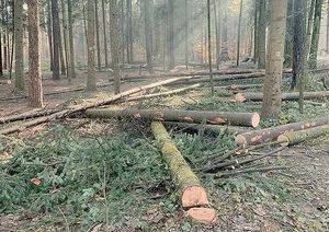 ¡AL MENOS 93 AMBIENTALISTAS HAN DESAPARECIDO EN MÉXICO!