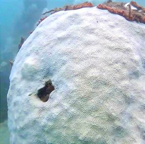 ¡SE BLANQUEAN LOS CORALES! *Estudiante de Biología se zambulle en el mar y los graba -Frente a las Costas Veracruzanas