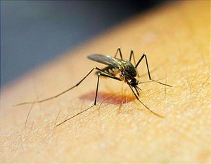 Se Dispara el Dengue -¡MÁS DE 8 MIL 500 CASOS! -En el caso de Teocelo se han acumulado 123 casos confirmados; en Orizaba suman 498, mientras que en Apazapan van 17 y en Naranjal 16.