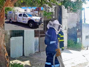 Ataque de Abejas en la Colonia Chapultepec Deja a una Señora de la Tercera Edad Hospitalizada...