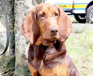 ¡ADIÓS, MAX! SE JUBILA LA PERRITA QUE RASTREÓ A CARO QUINTERO EN 2022!