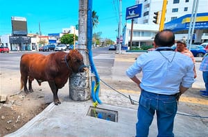 ¡NI EN TLACOTALPAN! -SE SOLTARON LOS TOROS EN JUAN PABLO II Y URANO
