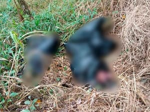 ¡IDENTIFICAN A LOS EMBOLSADOS DE SAYULA DE ALEMÁN! -