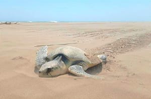 ¡DESOVA 78 HUEVOS EN CHACHALACAS!