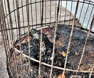 ¡SE OLVIDARON DEL LORO! - EN EL INCENDIO DE LA VERDULERÍA!